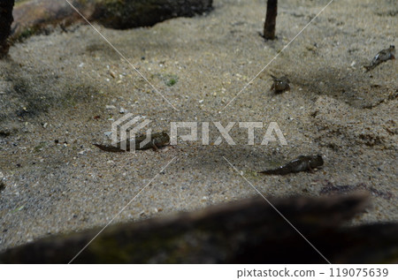 Fish walking on sand Fish walking on sand 119075639