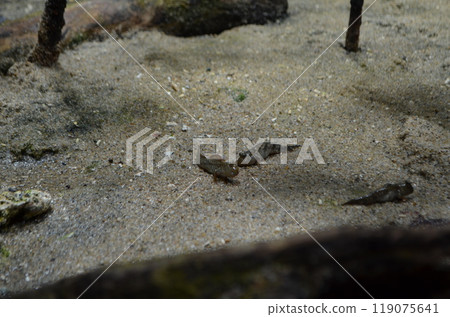 Fish walking on sand Fish walking on sand 119075641