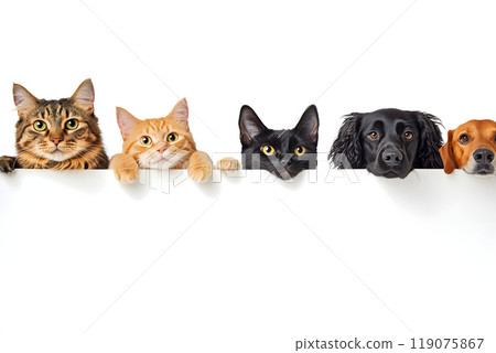 一張可愛的合影，一隻貓和一隻狗在牆上排成一排，只有它們的臉露出來 119075867