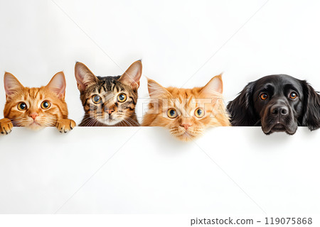 一張可愛的合影，一隻貓和一隻狗在牆上排成一排，只有它們的臉露出來 119075868