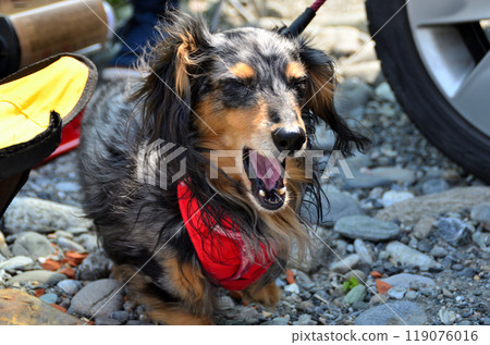 Our dachshund in a good mood after going out Our dachshund in a good mood after going out 119076016