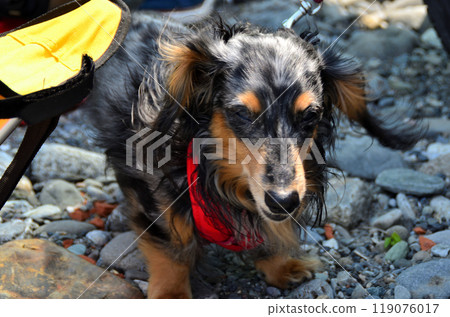 我們的臘腸狗出去後心情很好。 119076017