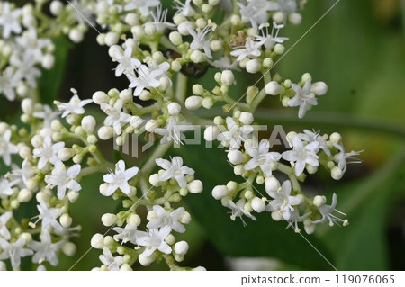 Flowers of Otokoeshi (Male Sage) - Medicinal Plants Flowers of Otokoeshi (Male Sage) - Medicinal Plants 119076065