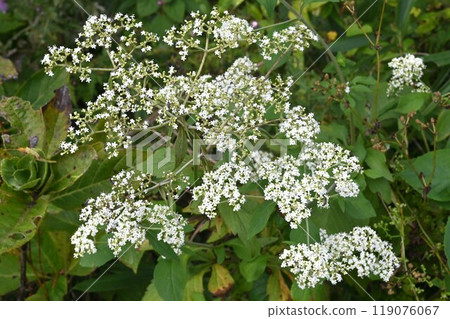 男江市 (Otokoeshi) 的花卉與藥用植物 男江市 (Otokoeshi) 的花卉與藥用植物 119076067