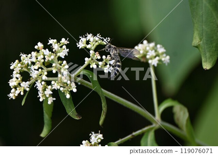 Flowers of Otokoeshi (Male Sage) - Medicinal Plants 119076071