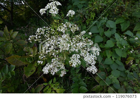 Flowers of Otokoeshi (Male Sage) - Medicinal Plants 119076073