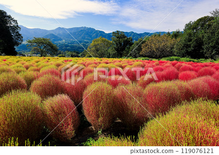 斑駁的掃把草 119076121