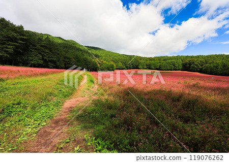 Pink red buckwheat field 3 Pink red buckwheat field 3 119076262