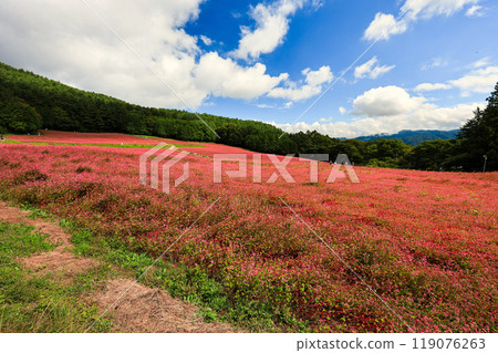 Pink red buckwheat field 2 119076263