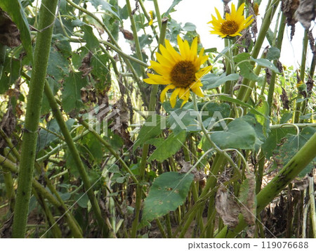 Sunflowers in the Late Summer Heat Sunflowers in the Late Summer Heat 119076688