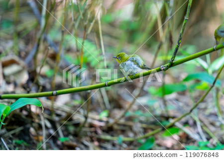 一隻繡眼鳥棲息在竹枝上,環顧四周。 一隻繡眼鳥棲息在竹枝上,環顧四周。 119076848