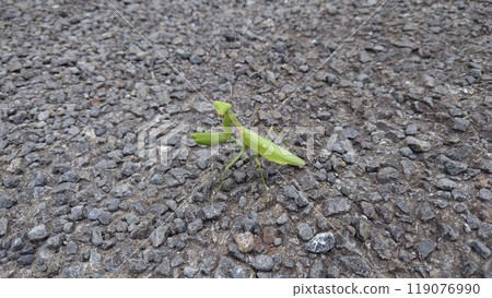 螳螂在瀝青上 119076990