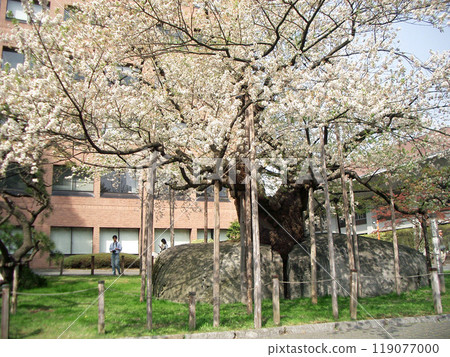 Ishiwarizakura in Morioka City, Iwate Prefecture Ishiwarizakura in Morioka City, Iwate Prefecture 119077000