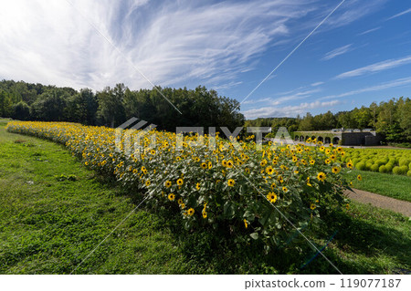 Hokkaido Sapporo Cosmos Takino Suzuran Hillside Park Autumn Hokkaido Sapporo Cosmos Takino Suzuran Hillside Park Autumn 119077187