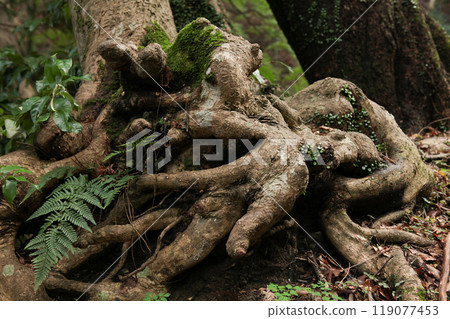 Exposed tree roots in the forest 119077453