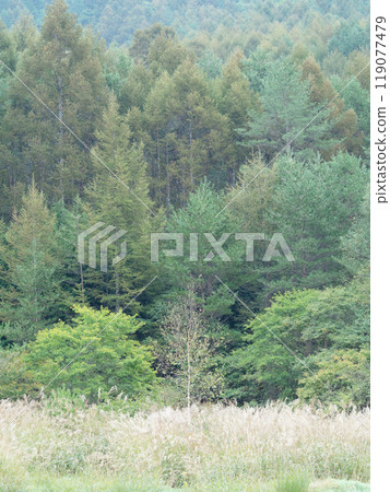 Birch trees, green forest and silver grass 119077479