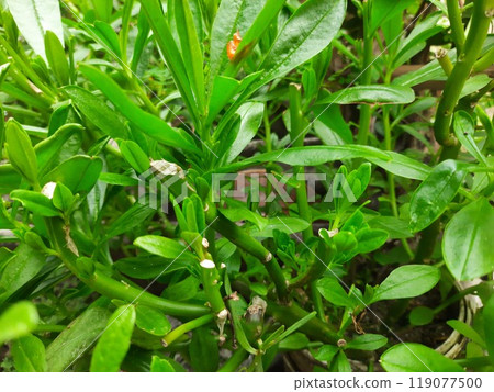 a very beautiful plant with very attractive green leaves 119077500