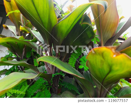 a very beautiful plant with very attractive green leaves 119077557