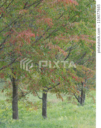 秋天的樹葉 119077685