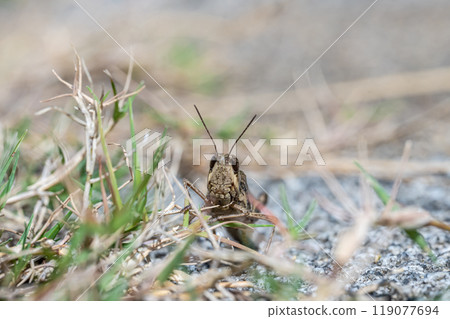 Spotted grasshopper (Siberian grasshopper) 119077694
