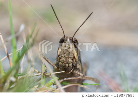 Spotted grasshopper (Siberian grasshopper) 119077695