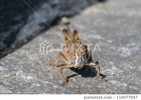 Tonosama beatta(棕色型) Tonosama beatta(棕色型) 119077697