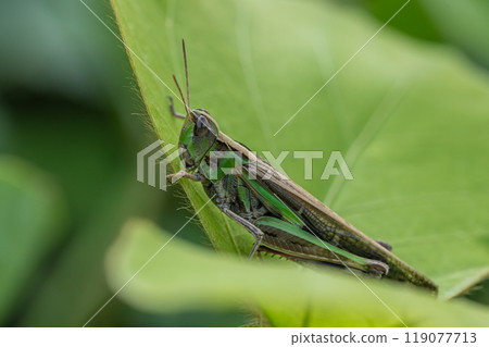 Spotted grasshopper (Siberian grasshopper) Spotted grasshopper (Siberian grasshopper) 119077713