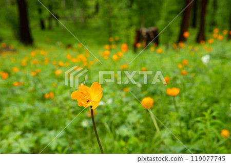 Trollius growing in the Mongolian forest Trollius growing in the Mongolian forest 119077745
