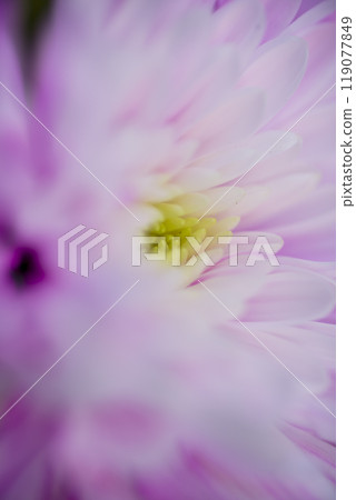 Pink chrysanthemum flowers are in bloom. 119077849