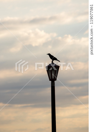 A crow perched on a street lamp under the setting sun A crow perched on a street lamp under the setting sun 119077861