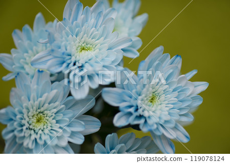 淺藍色的菊花正在盛開。 淺藍色的菊花正在盛開。 119078124