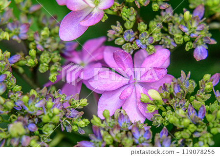 盛開的繡球花量 119078256