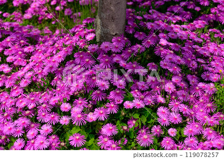 Matsubagiku集團 119078257