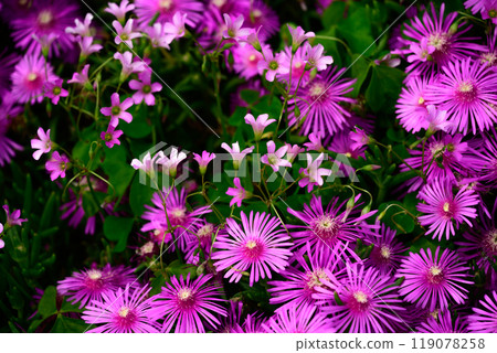 Matsubagiku集團 Matsubagiku集團 119078258