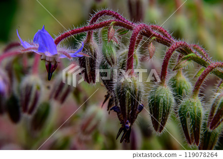 Blue borage flower Blue borage flower 119078264