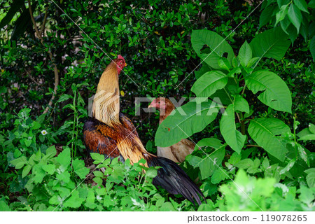 Local chicken in the bush Local chicken in the bush 119078265