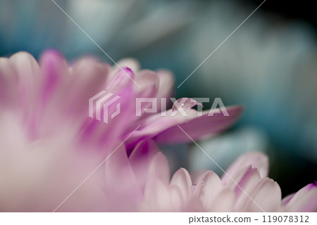 Pink chrysanthemum flowers are blooming. A close-up of the petals. 119078312