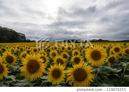 北海道北龍鎮向日葵 向日葵 夏天 119078355