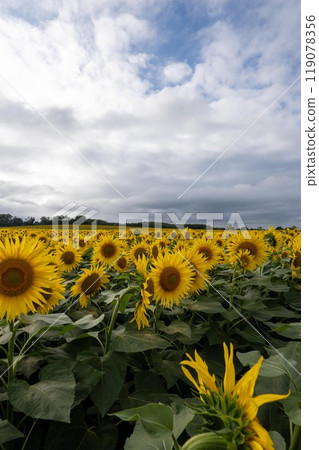 北海道北龍鎮向日葵 向日葵 夏天 119078356