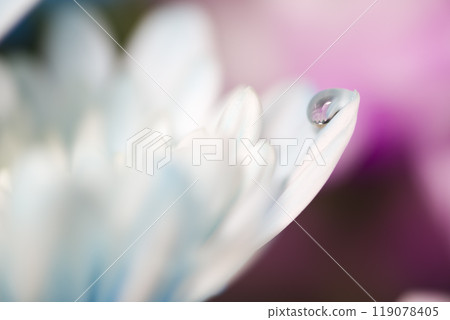 淺藍色的菊花正在盛開。花瓣上有水珠 淺藍色的菊花正在盛開。花瓣上有水珠 119078405