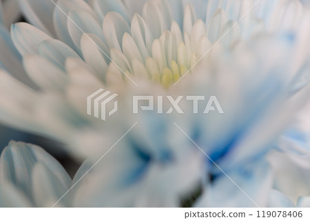 淺藍色的菊花正在盛開。花瓣的特寫照片。 119078406