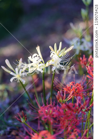 When Higanobu blooms 119078428