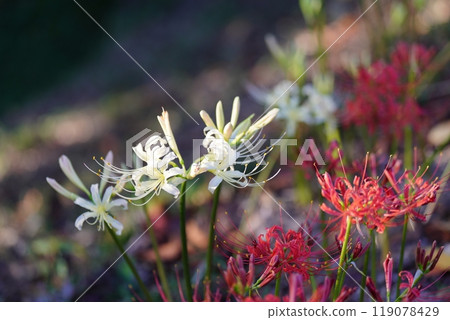 When Higanobu blooms 119078429