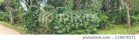 Banner Agriculture Green coffee tree growing berry bean plant. Coffee tree farm growth in eco organic garden. Panorama Fresh coffee bean green leaf bush berry plant arabica garden with copy space Banner Agriculture Green coffee tree growing berry bean plant. Coffee tree farm growth in eco organic garden. Panorama Fresh coffee bean green leaf bush berry plant arabica garden with copy space 119078571