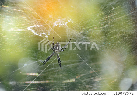 Banner Spider web poisonous animal beauty in nature with copy space. Panorama Black spider netting silk web spiral in sunlight summer vibrant color. Poison animal wildlife green nature backgrounds Banner Spider web poisonous animal beauty in nature with copy space. Panorama Black spider netting silk web spiral in sunlight summer vibrant color. Poison animal wildlife green nature backgrounds 119078572