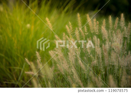 Grass field sunset Beautiful landscape with grasses meadow on sunlight. Countryside heaven amazing field scene grass meadow on sunbeam nature dawn. Sunset dawn landscape vibrant scenery horizontal 119078575