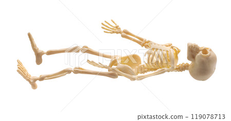 Plastic Halloween Skeleton for Halloween decoration isolated on background Plastic Halloween Skeleton for Halloween decoration isolated on background 119078713