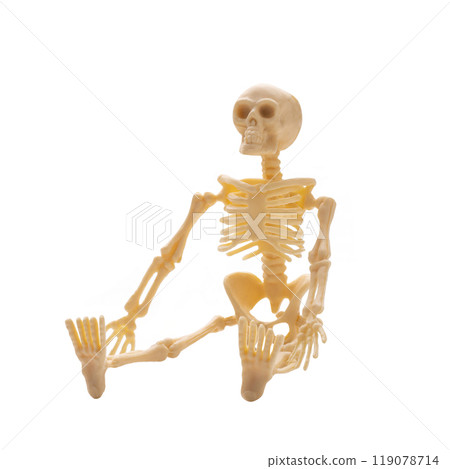 Plastic Halloween Skeleton for Halloween decoration isolated on background Plastic Halloween Skeleton for Halloween decoration isolated on background 119078714