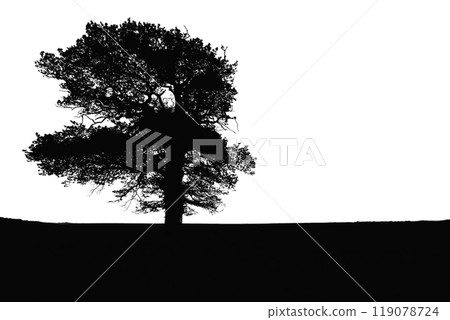 tree silhouette. big tree silhouette. oak tree silhouette. black oak tree isolated on white background. cutout trees. hand drawn design. vector illustration. 119078724