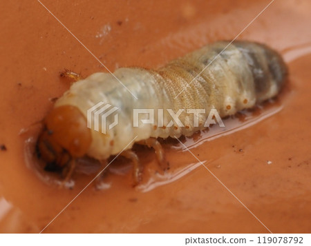 Larvae in the soil 3 Larvae in the soil 3 119078792